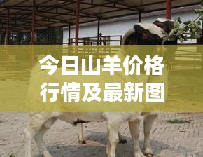 今日山羊价格行情及最新图片欣赏