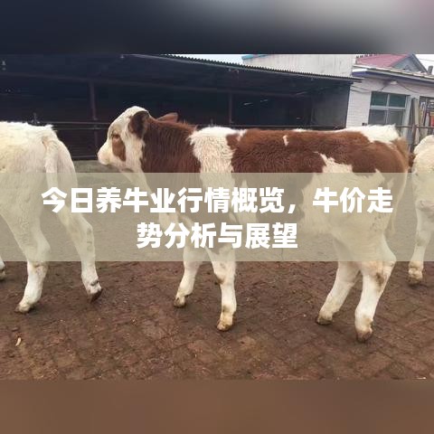 今日养牛业行情概览，牛价走势分析与展望