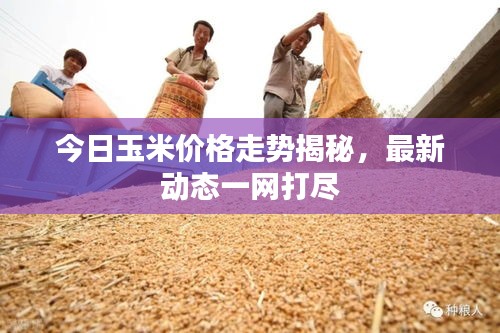 今日玉米价格走势揭秘，最新动态一网打尽
